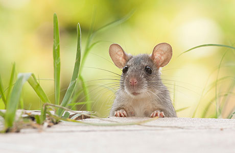 Asthma and Mice